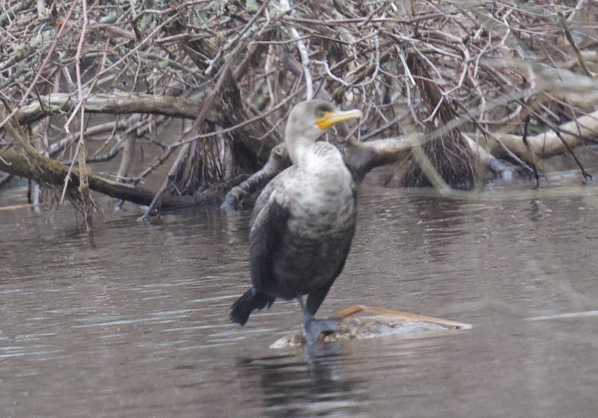 Cormoran à aigrettes - ML631492299