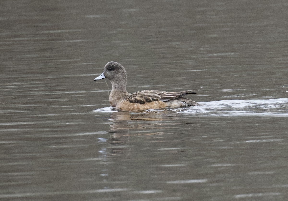 Canard d'Amérique - ML631492337