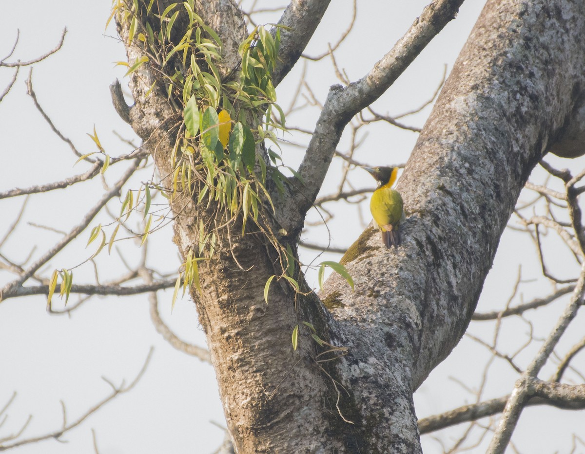 Greater Yellownape - ML631492346
