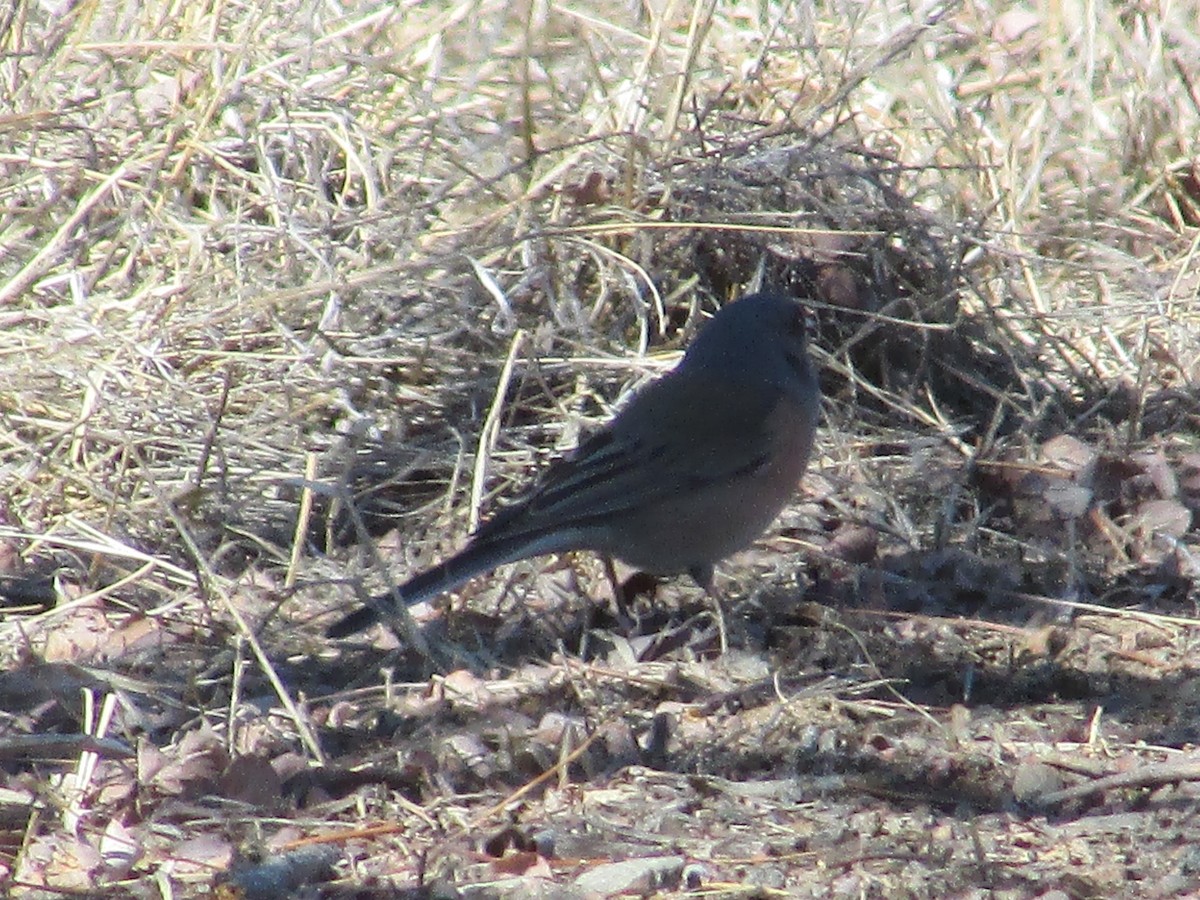 Юнко сірий - ML631492373