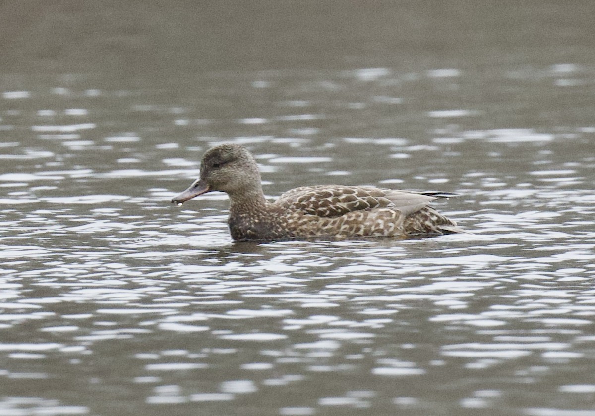 Canard chipeau - ML631492431