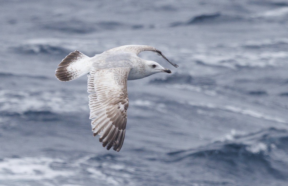 Vega Gull - ML631492450