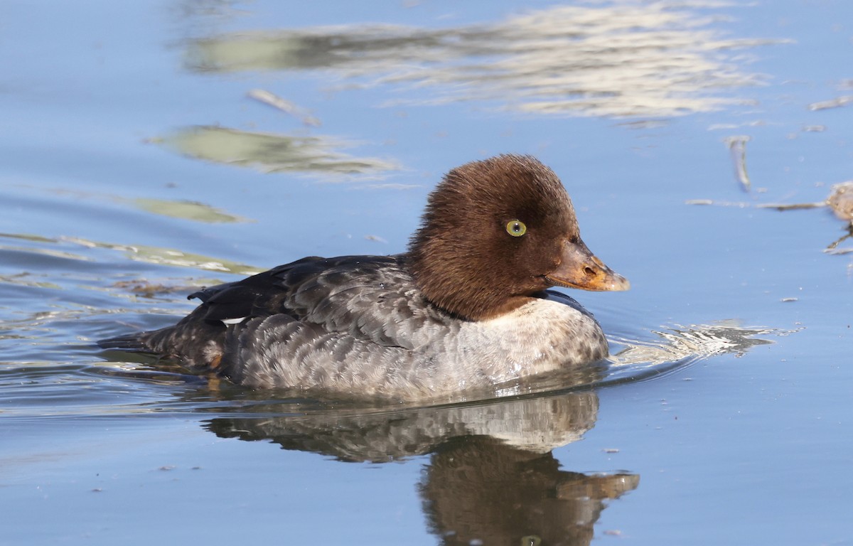 Barrow's Goldeneye - ML631492591