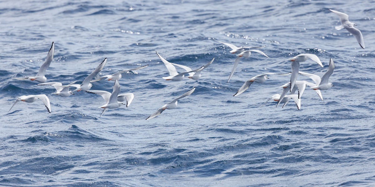 Bonaparte's Gull - ML631492719