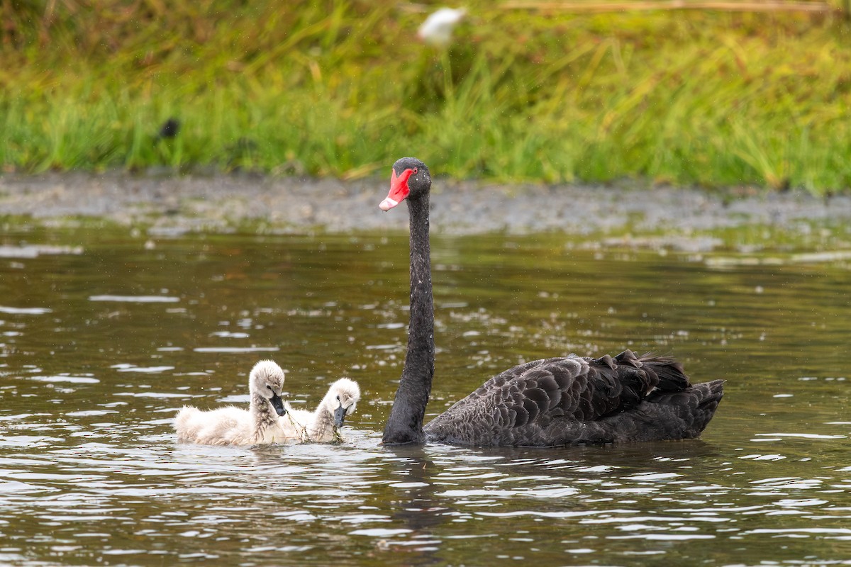 Black Swan - ML631492732