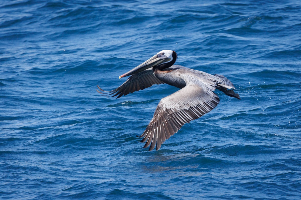 Brown Pelican - ML631492743