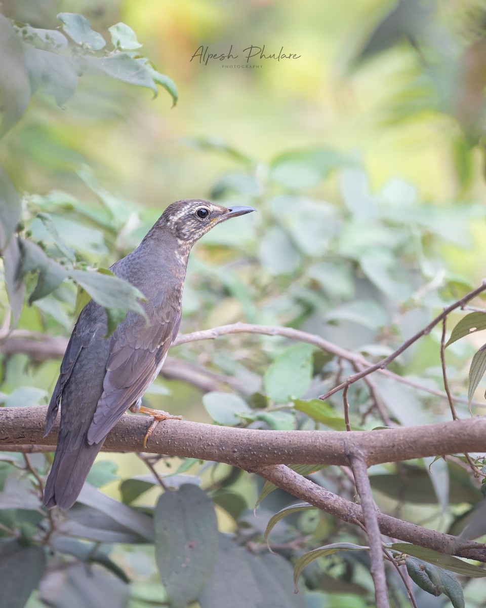 Siberian Thrush - ML631492803