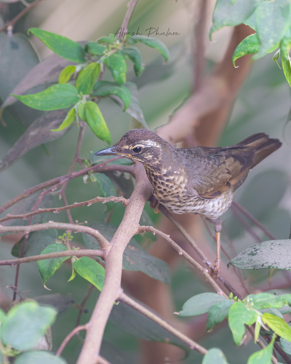 Siberian Thrush - ML631492804