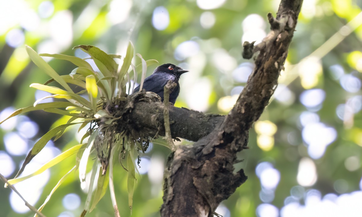 Sharpe's Drongo (Eastern) - ML631492863