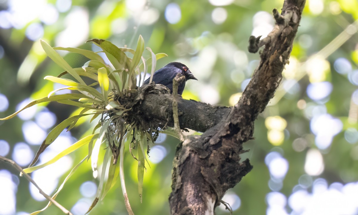 Sharpe's Drongo (Eastern) - ML631492864