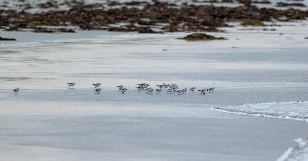 Sanderling - ML631493081