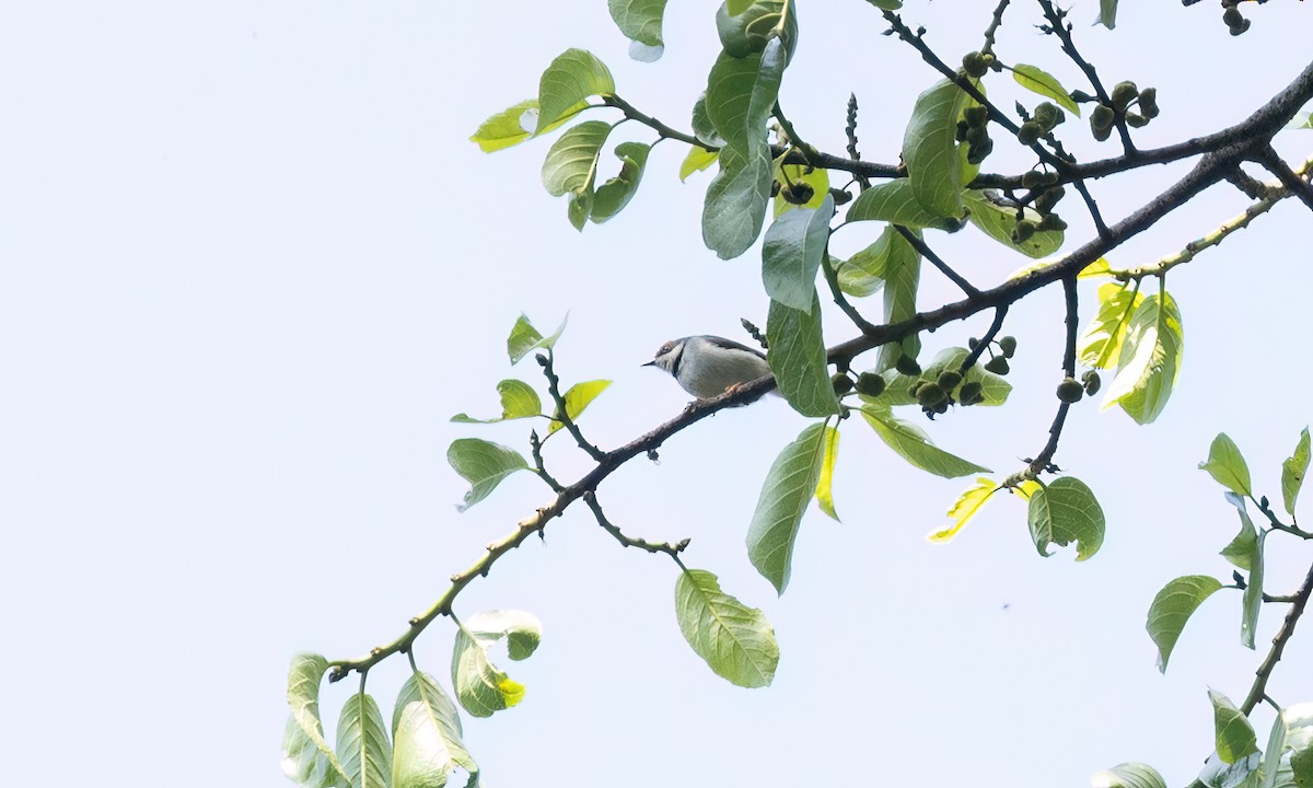 Turner's Eremomela - ML631493323