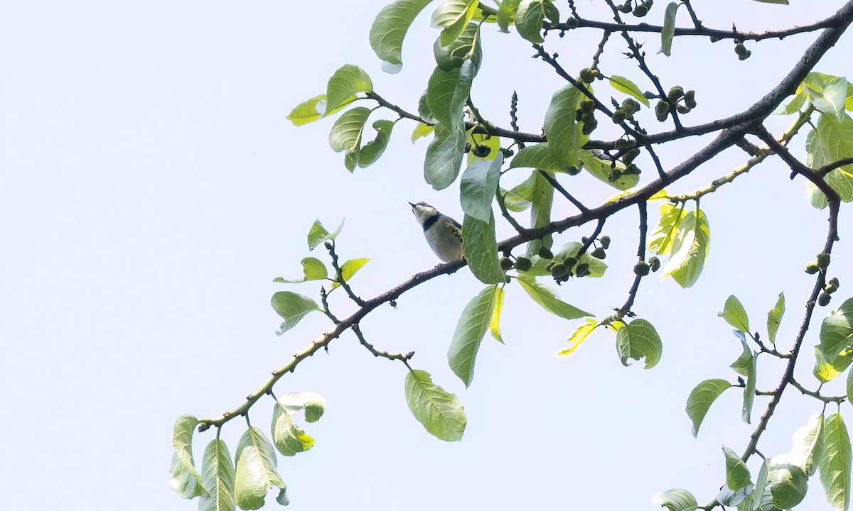 Turner's Eremomela - ML631493325