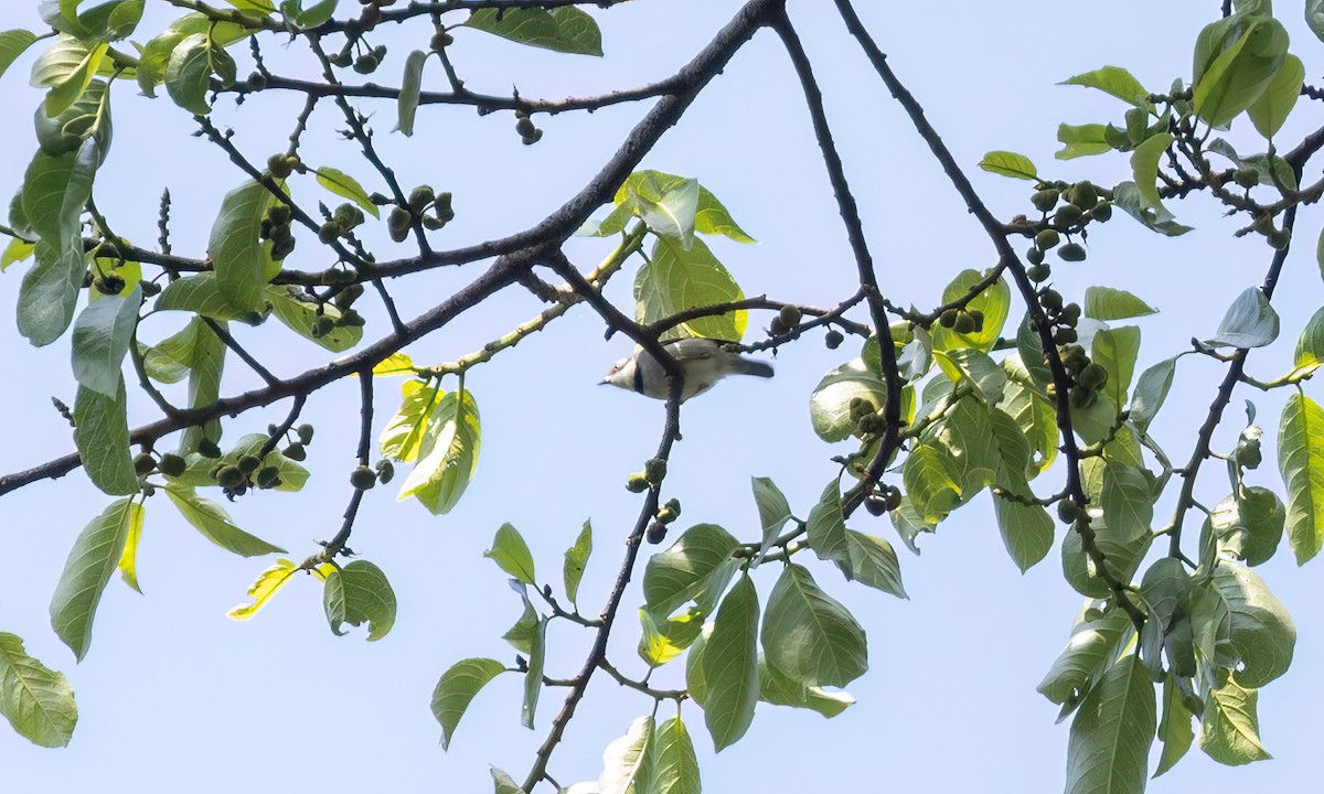 Turner's Eremomela - ML631493326