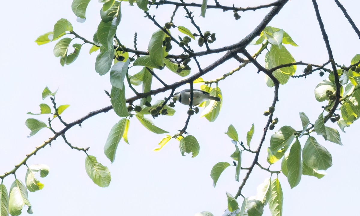 Turner's Eremomela - ML631493327