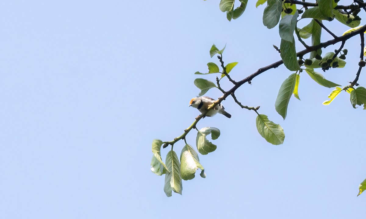 Turner's Eremomela - ML631493329