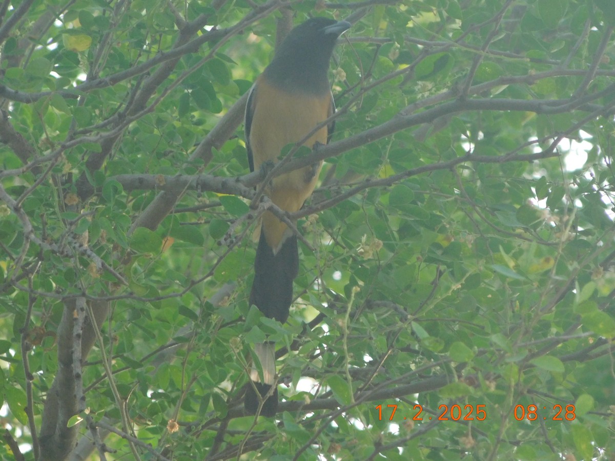 Rufous Treepie - ML631493354