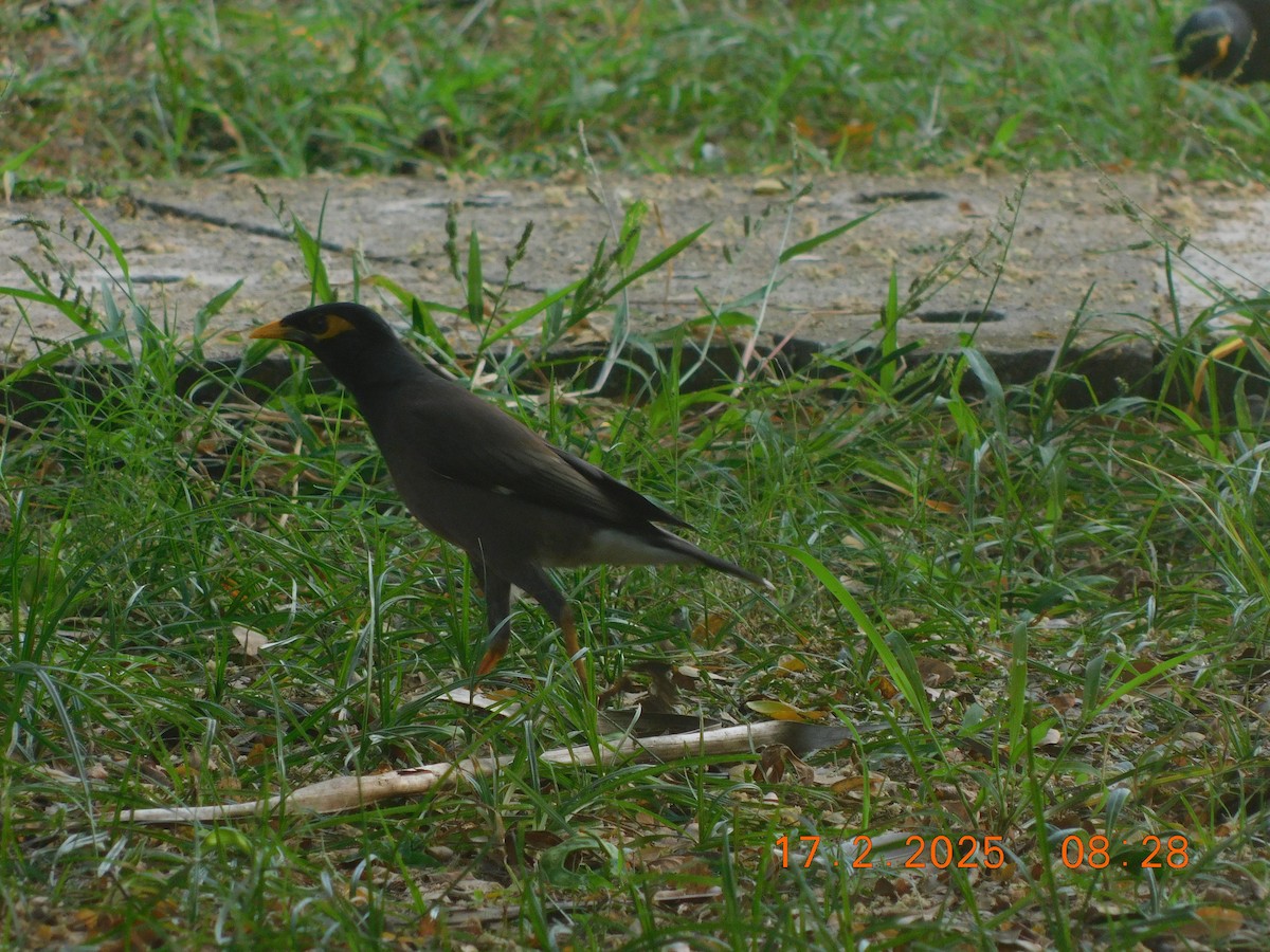 Common Myna - ML631493357