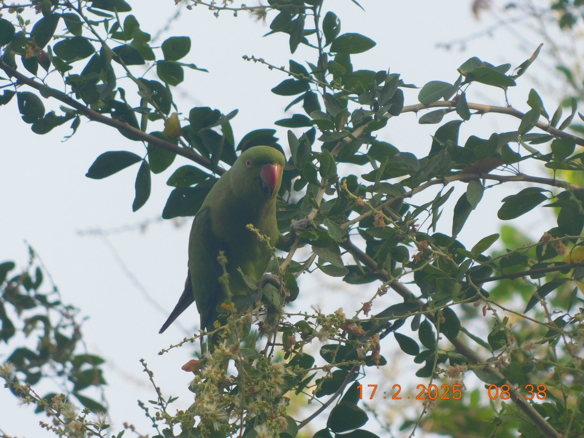 Rose-ringed Parakeet - ML631493367