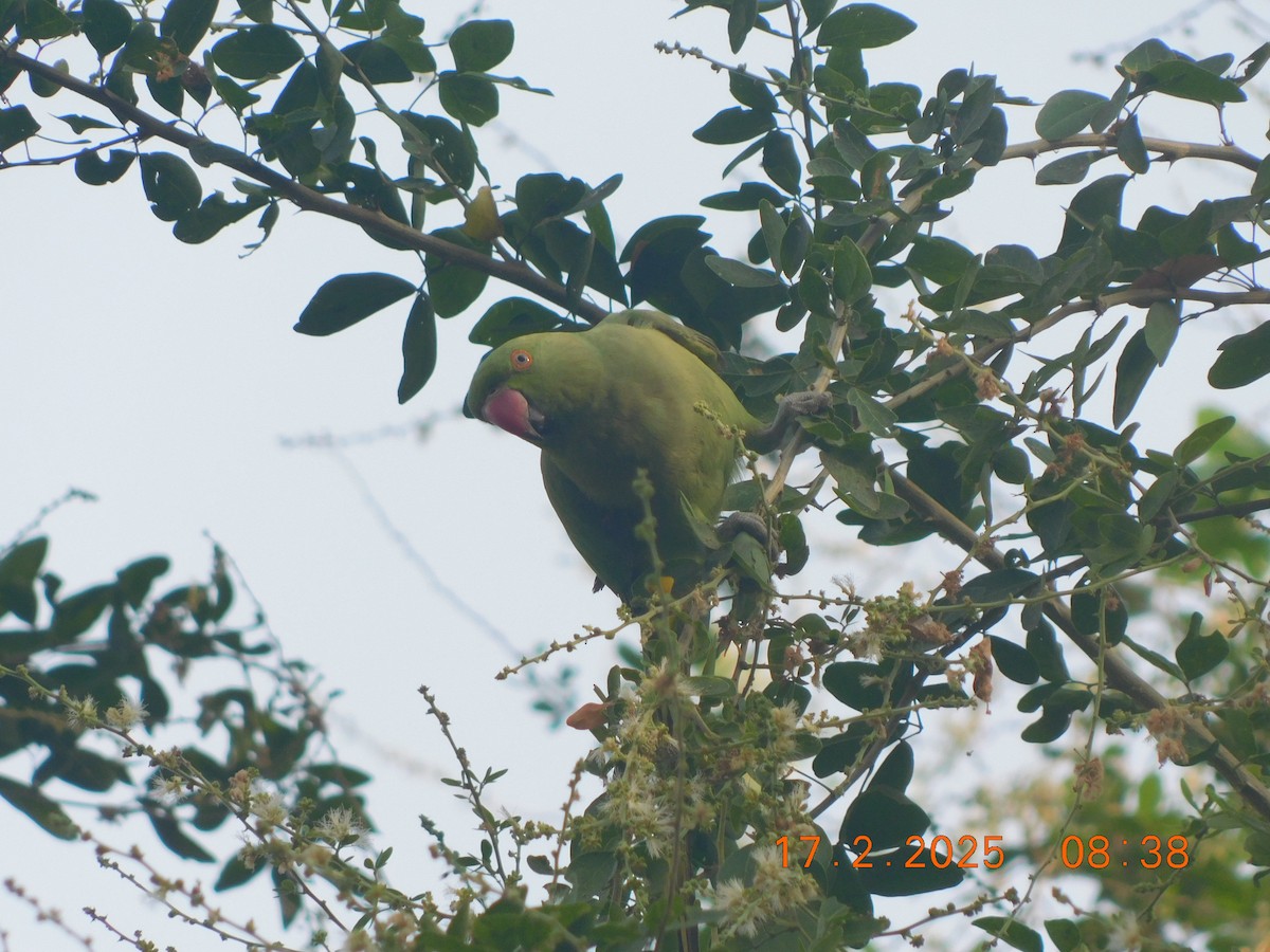 Rose-ringed Parakeet - ML631493368