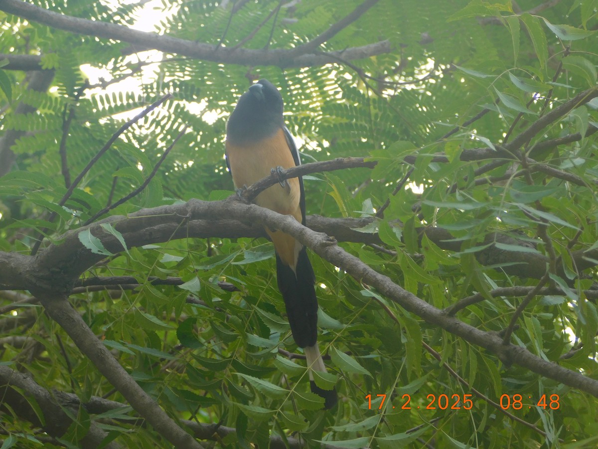 Rufous Treepie - ML631493372