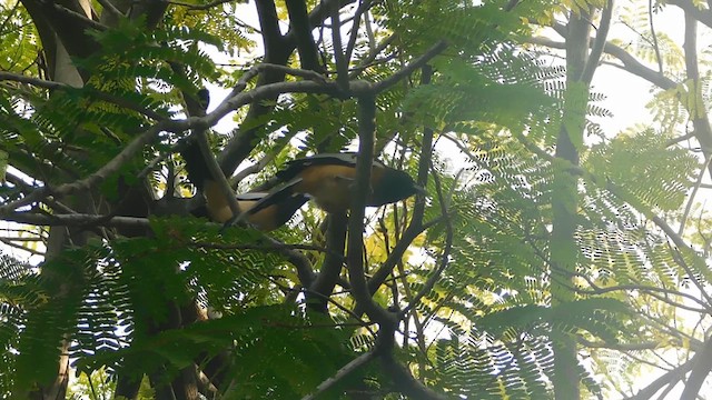 Rufous Treepie - ML631493379