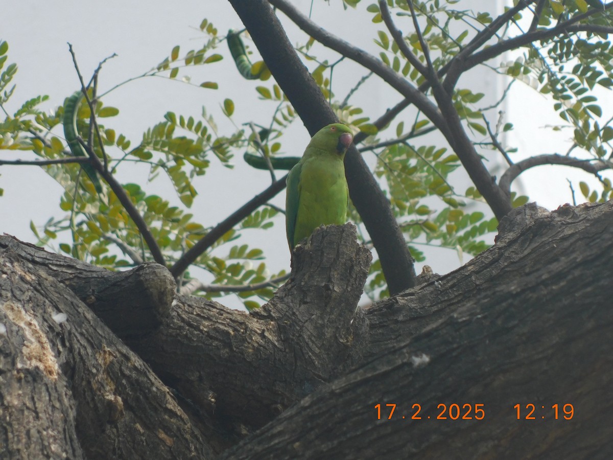 Rose-ringed Parakeet - ML631493387