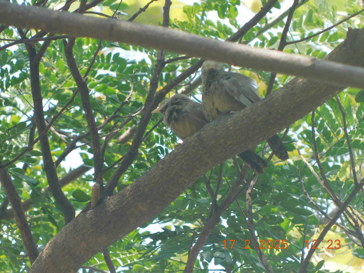 Yellow-billed Babbler - ML631493401