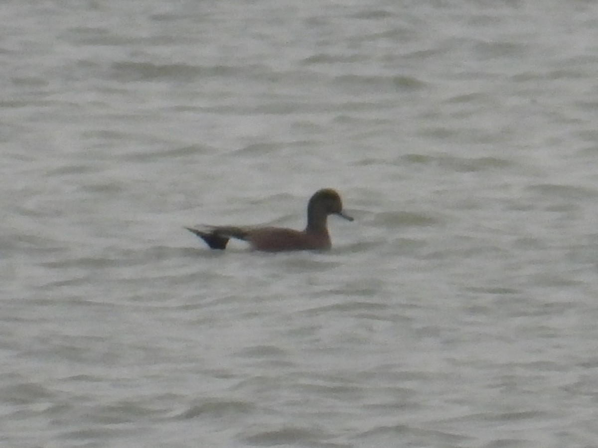 葡萄胸鴨 - ML631493405