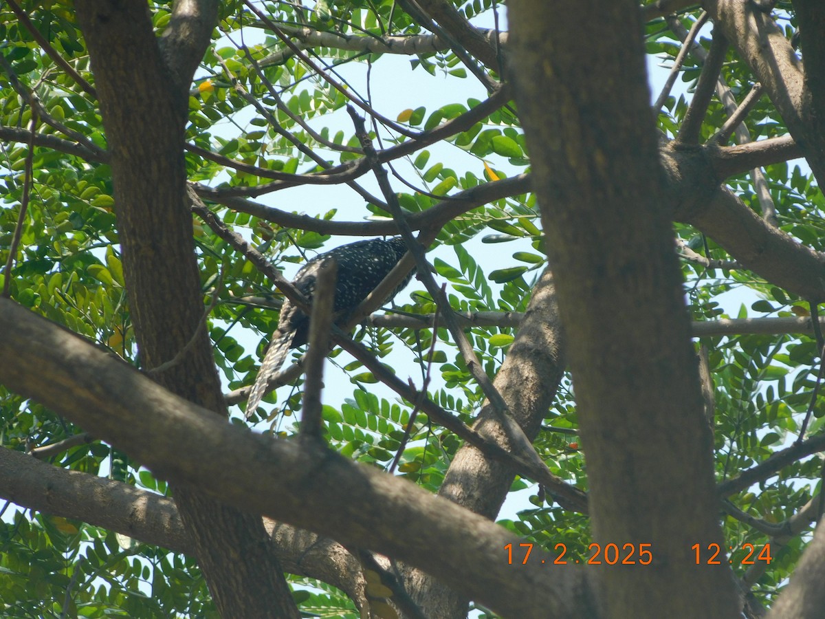 Asian Koel - ML631493406