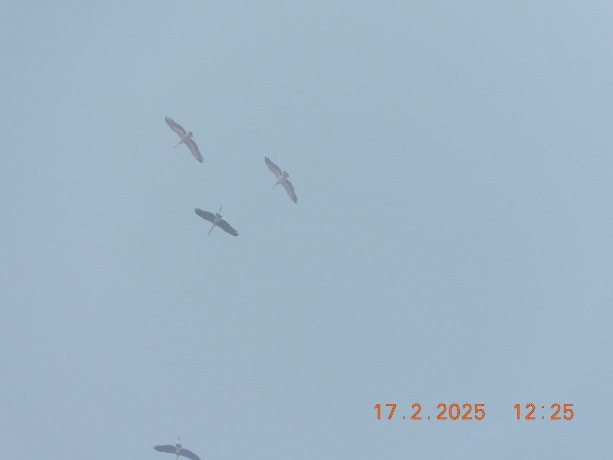 Painted Stork - ML631493413