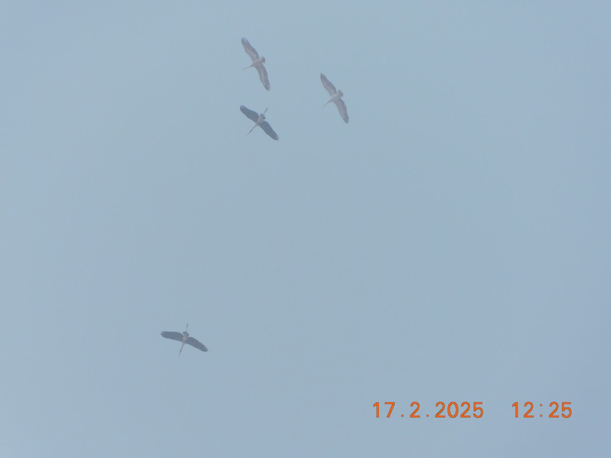 Spot-billed Pelican - ML631493416