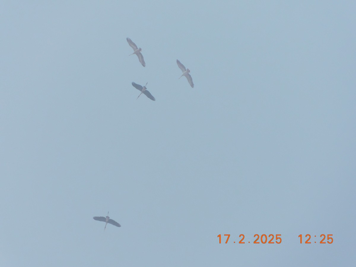 Spot-billed Pelican - ML631493417