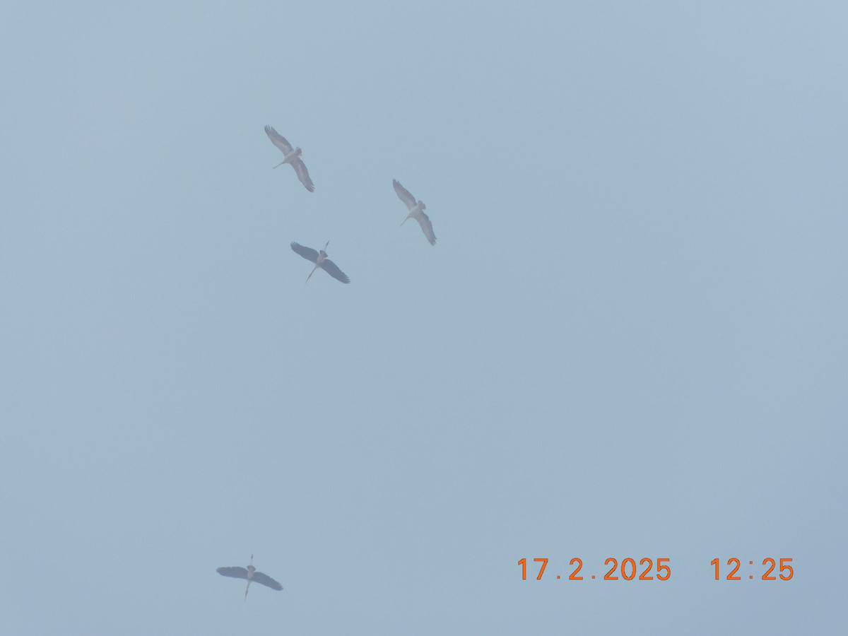 Spot-billed Pelican - ML631493418