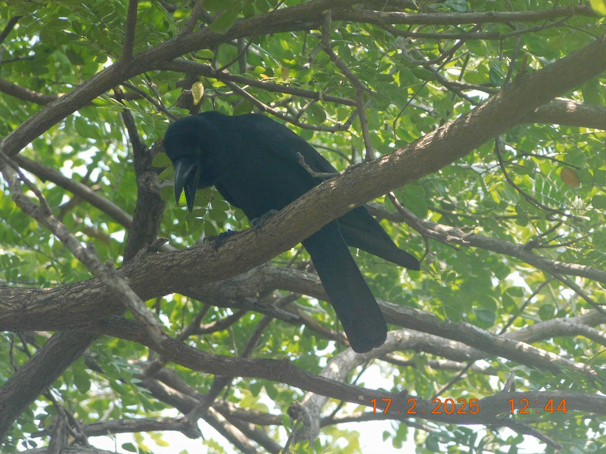 Large-billed Crow - ML631493423