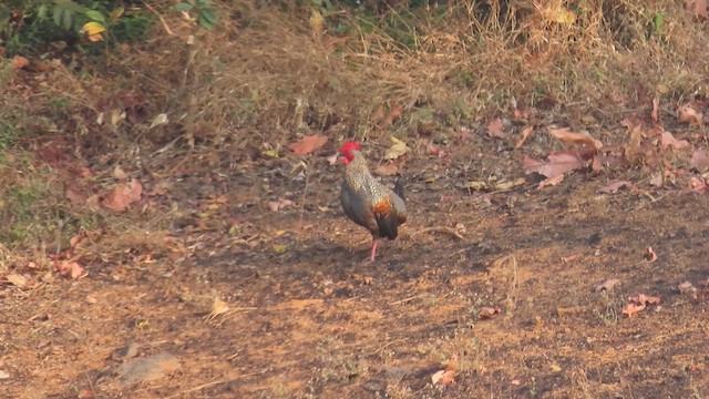 Gray Junglefowl - ML631493431