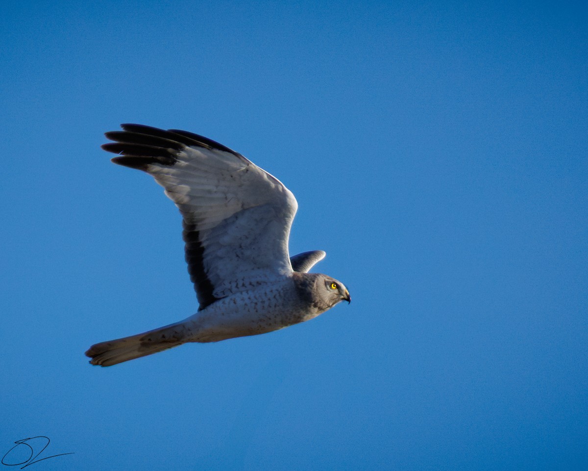 Northern Harrier - ML631493497