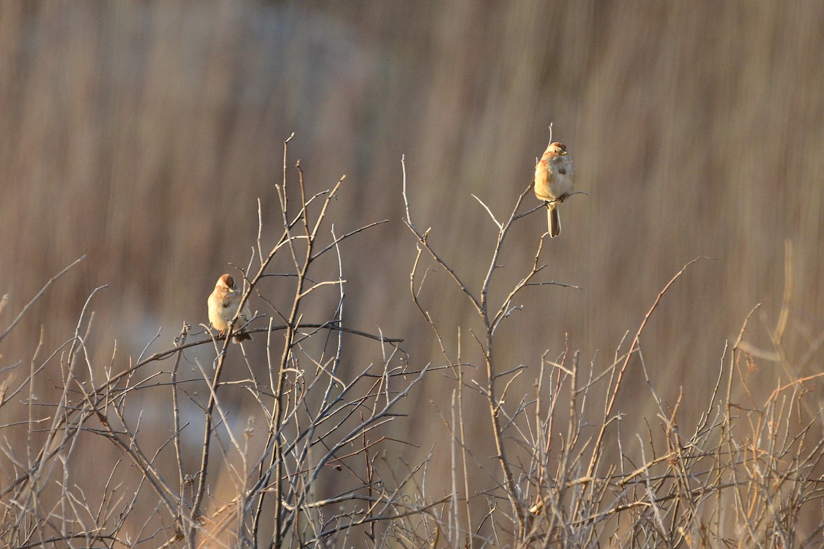American Tree Sparrow - ML631493851