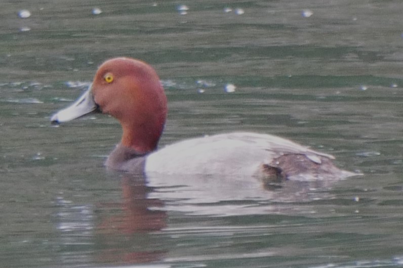 Redhead - ML631493915