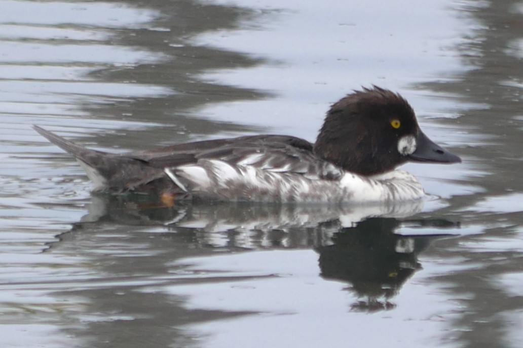 Quattrocchi - ML631494022