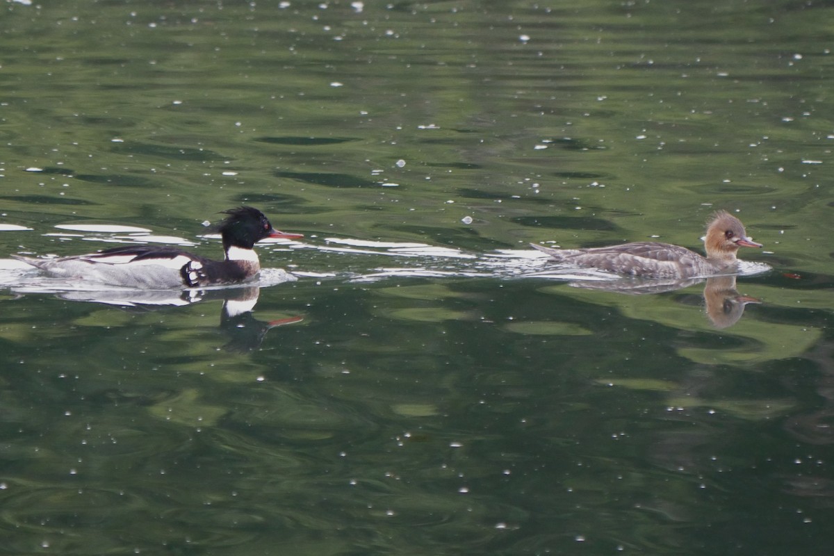 Smergo minore - ML631494103