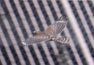 Red-shouldered Hawk - ML631494114