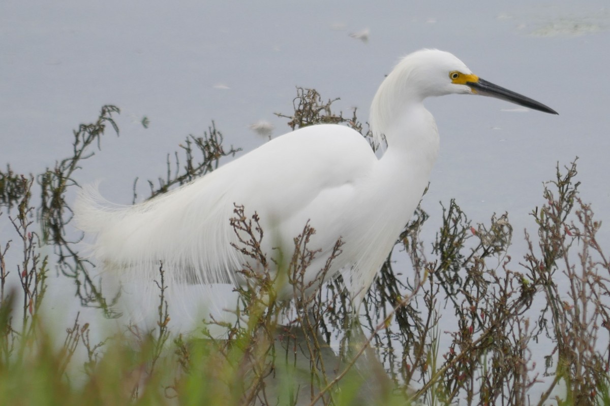 Snowy Egret - ML631494153