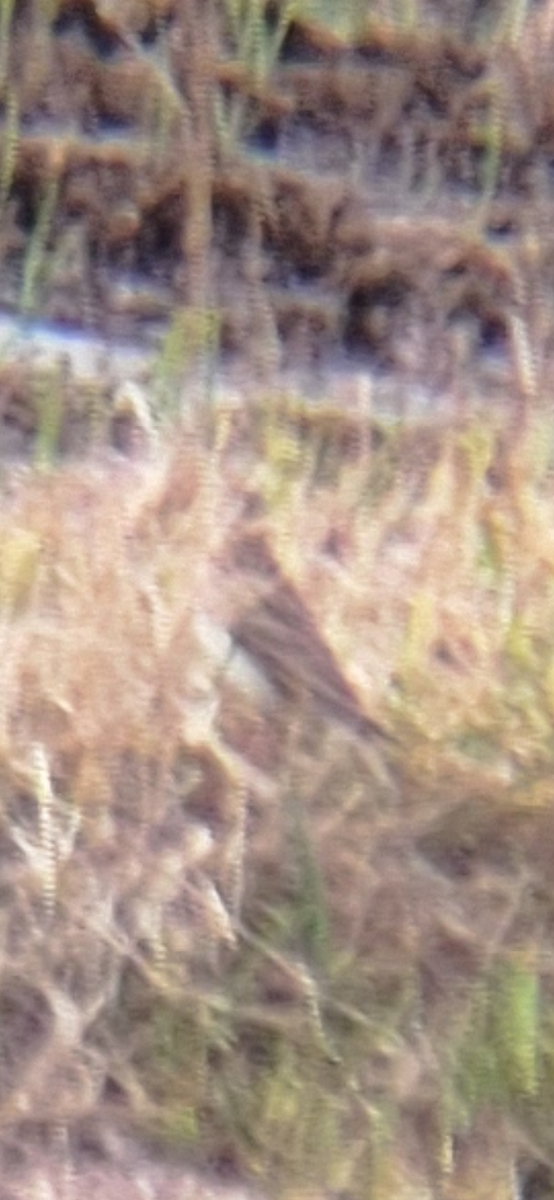 ヒバリ - ML631494369