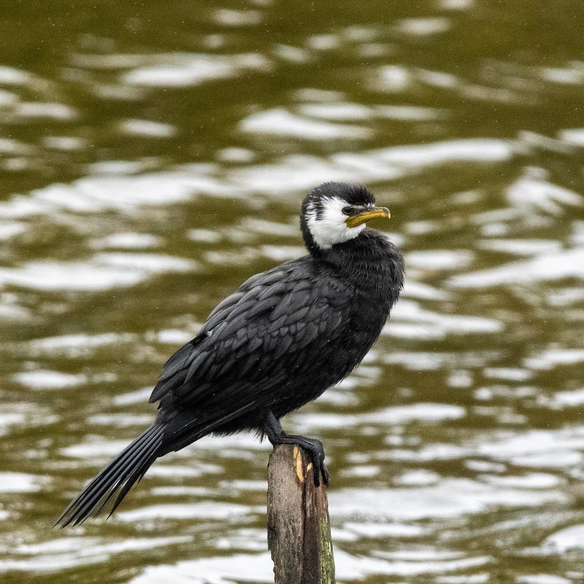 Little Pied Cormorant - ML631494513