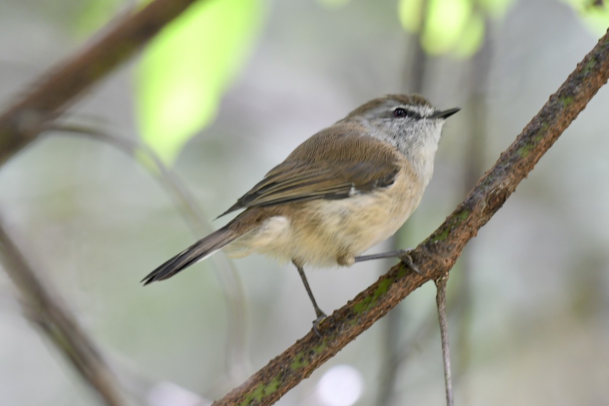 Brown Gerygone - ML631494529