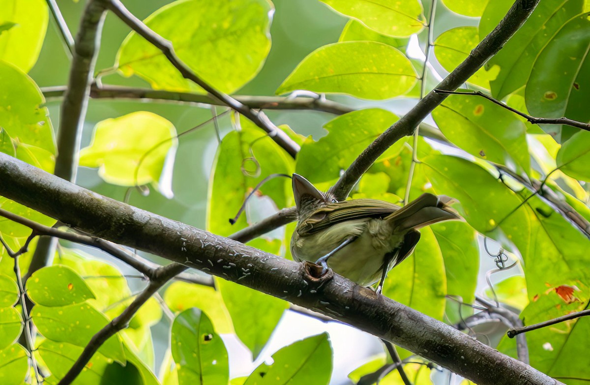 Eastern Olivaceous Flatbill - ML631494547