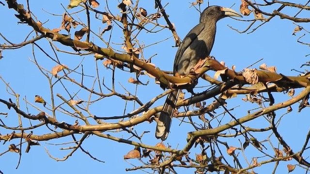 Malabar Gray Hornbill - ML631494772