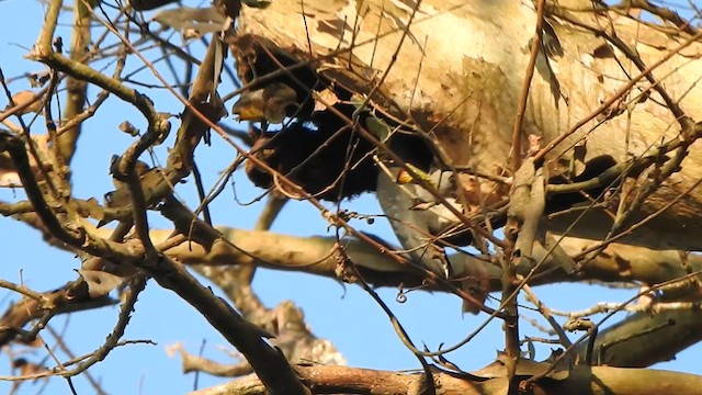 Malabar Gray Hornbill - ML631494774
