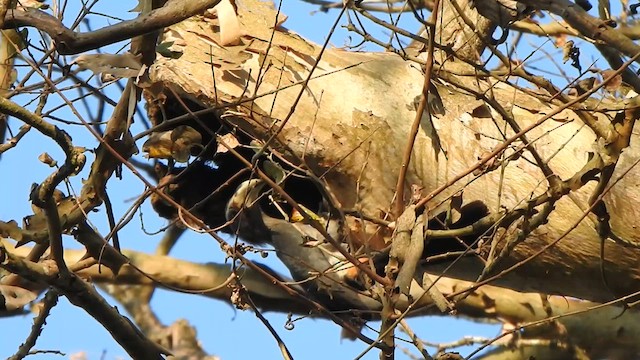 Malabar Gray Hornbill - ML631494787